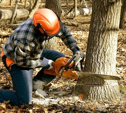 Tree Removal in Westhoff, TX